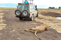 3 Days Exploring Serengeti & Ngorongoro Crater from Arusha