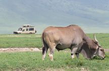 3 Days Exploring Serengeti & Ngorongoro Crater from Arusha