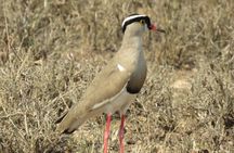 3 Days Exploring Serengeti & Ngorongoro Crater from Arusha
