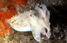 Discover Scuba diving in Villasimius