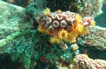 Atlantic Ocean Snorkeling