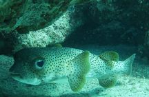 Atlantic Ocean Snorkeling