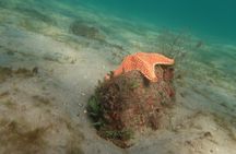 Atlantic Ocean Snorkeling