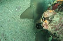 Atlantic Ocean Snorkeling
