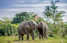 Full-Day Phuket Elephant Sanctuary Tour with Lunch and Dinner