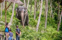 Full-Day Phuket Elephant Sanctuary Tour with Lunch and Dinner