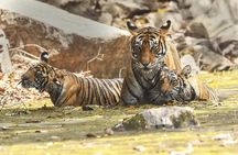 2 Days: Ranthambore Tiger Safari From Jaipur With Hotel & Safari