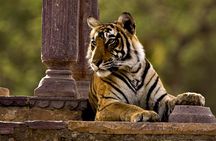 2 Days: Ranthambore Tiger Safari From Jaipur With Hotel & Safari