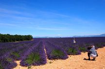Lavender Fields Tour in Valensole from Marseille