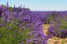 Lavender Fields Tour in Valensole from Marseille