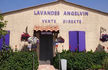 Lavender Fields Tour in Valensole from Marseille