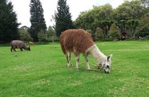 Otavalo market tour, Cayambe, Quitsato, Peguche, Cotacachi