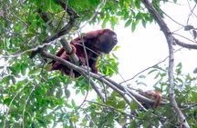 10-Day The Search For El Dorado by Amazon Explorer Iquitos