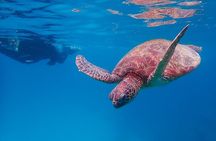 Snorkeling Tour to Swim with Sea Turtles at Yakushima Island