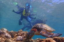 Snorkeling Tour to Swim with Sea Turtles at Yakushima Island