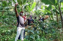 Birds & Beans Traditional Coffee Tour