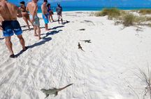 Private Reef, Beach and Sandbar Tour from Providenciales