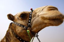 Full day tour Giza Pyramids Sphinx &Lunch and Shopping tour