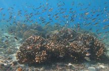 Punta Cana Speed Boat Tour and Snorkeling