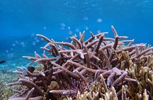 [Okinawa Miyako] Natural Aquarium! Tropical Snorkeling.