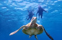 [Miyako Island / Half Day] Sea Turtle Snorkeling