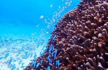 [Okinawa Miyako] Natural Aquarium! Tropical Snorkeling.