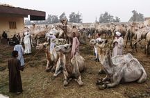 Camel Market Excursion in Cairo