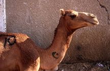 Camel Market Excursion in Cairo