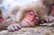 1-Day Winter Tour From Nozawa Onsen: Snow Monkeys, Zenko-ji Temple & Sake