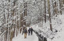 1-Day Winter Tour From Nozawa Onsen: Snow Monkeys, Zenko-ji Temple & Sake