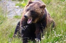 Yellowstone, Grand Teton, and Hot Springs: Small Group 5-Day Tour