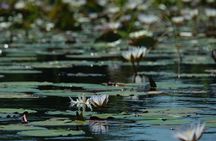1 Day Okavango Delta Mokoro/Canoe Daytrip