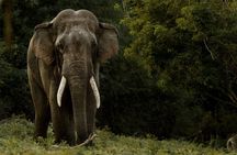 All Inclusive Private Safari at Yala and Bundala National Parks with Lunch