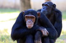 4 Day Tour Kibale Forest National Park and Gorilla Trekking