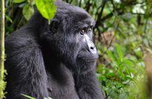 4 Day Tour Kibale Forest National Park and Gorilla Trekking