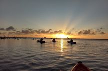 Sunset kayaking tour at Manatee Cove with Manatee & Dolphin sightings