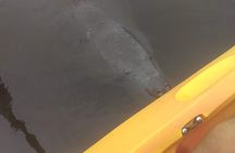 Sunset kayaking tour at Manatee Cove with Manatee & Dolphin sightings