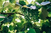  Wine Tasting Tour on the Slopes of Vesuvius