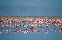 One Day Safari to Lake Manyara