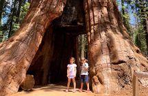 Yosemite Full-Day Private Tour from San Francisco