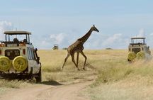 3-Day Budget Maasai Mara Joining Safari with 4x4 LandCruiser Jeep