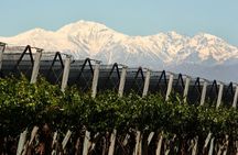 Olive oils, Gourmet products and Wines