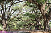 Half-Day Oak Alley Plantation Tour in Vacherie