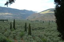 Hking in the Olive Groves,Villages,Sunset,with Swim Stop