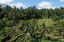 Lazy Cave Tubing with Kintamani Volcano Tour