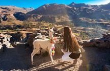 Colca Full Day