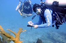 Half-Day Small-Group 2-Tank Scuba Dive in Key Largo (CERTIFIED DIVERS ONLY)