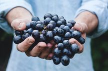 Private Oyster and Wine Tasting Day Trip along Peljesac 