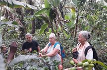 Materuni Waterfalls & Coffee Tour