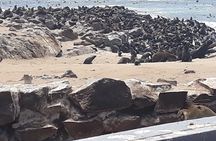 Skeleton Coast Cape Cross Seal colony Tour